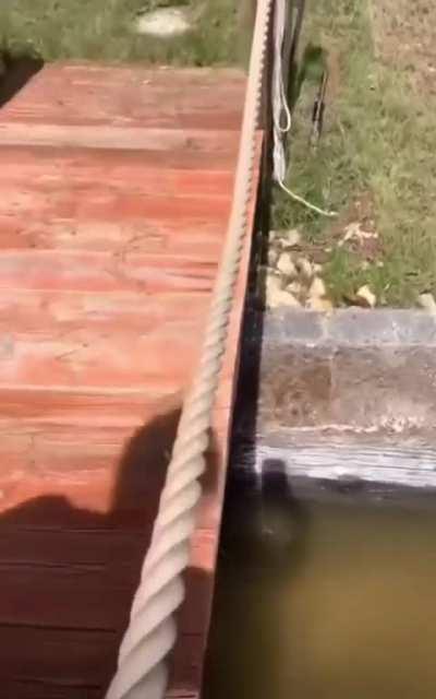 Cat Crossing Bridge.