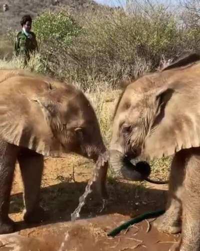 Looks like all kids like playing with the hose!