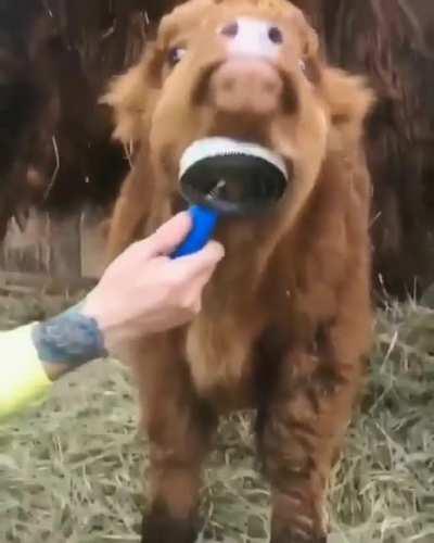 Paw Paw & 😘Brutus.