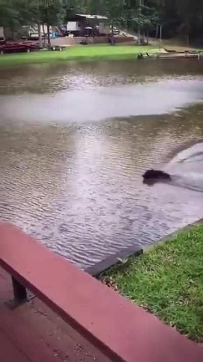 Dogs panic when owner swings out and falls into lake, then swim out to rescue him