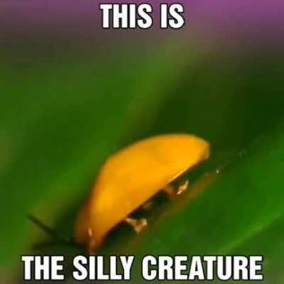 SILLY CREATURE ALERT