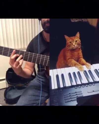 Someone covered a cat playing piano and its beautiful