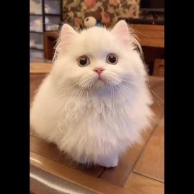 Have a good weekend like this white kitty