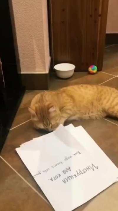 Инструкция для кота