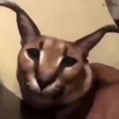 Imma give da monke a rest its Floppa Friday fo today HAPPY FRIDAY