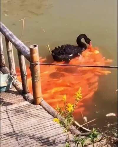 KoiBoi, Aquatic Overlord