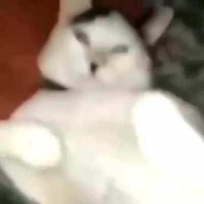 se llama kittler ( es un amor )☝️🤓