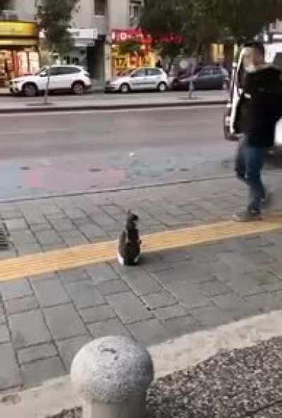 Cat playfully attacks people walking by