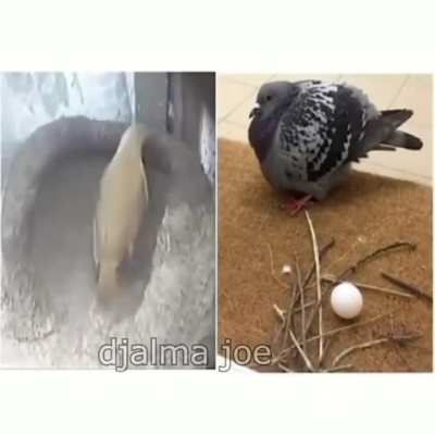 the chad joao de barro bird