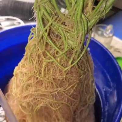 TSL-2000 is really beefing this girl up