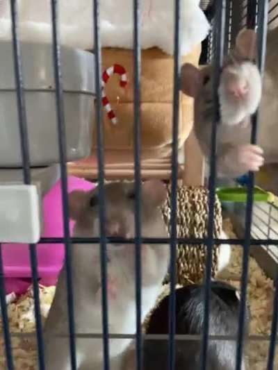 When you finish the banana chip and want another…