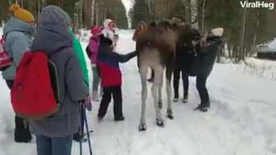 This is why you don't feed or pet wild moose.