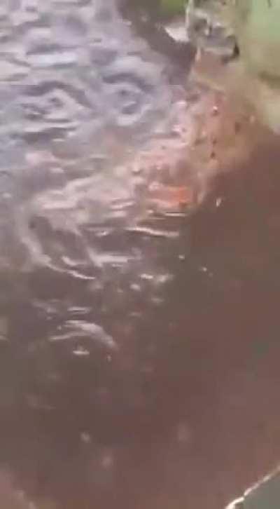 Mama rat saving her babies from drowning