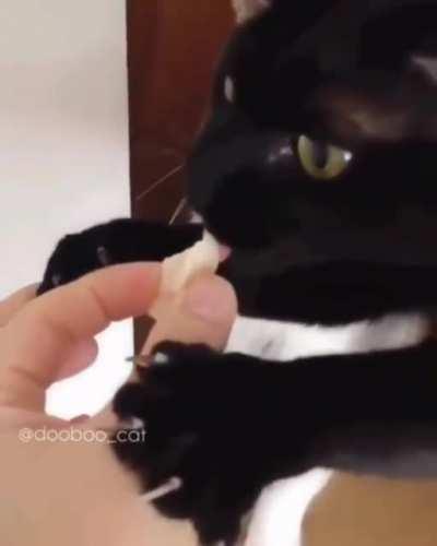 Sad day for grey kittay