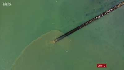 Last week Tory MP's voted to allow water companies to dump Raw Sewage into UK rivers- Here's footage of untreated sewage released into Langstone Harbour, Hampshire for 49 hours.