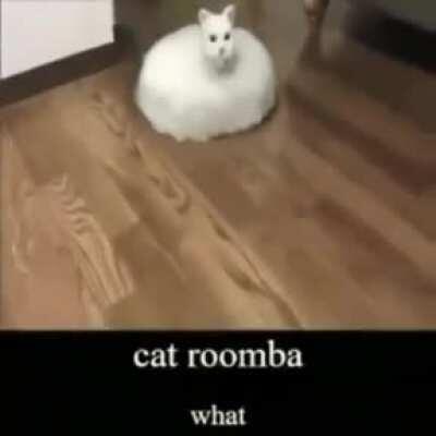 Cat Roomba