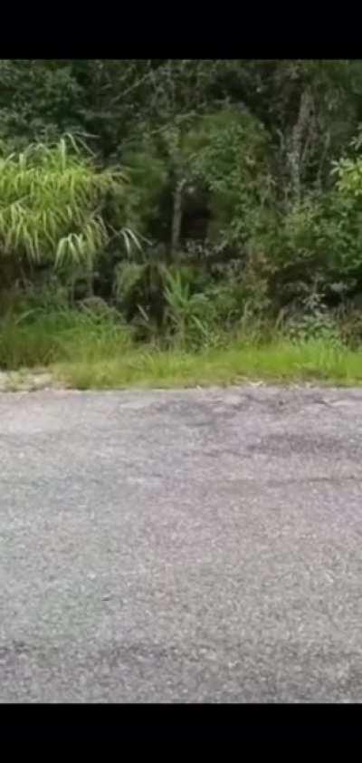 Terror monke says fuck you