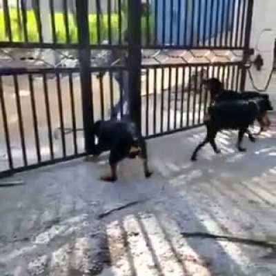 Не играй с ротвейлерами