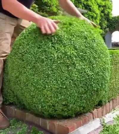 This gif of a just shaped bush