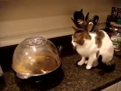 Cat vs Popcorn machine