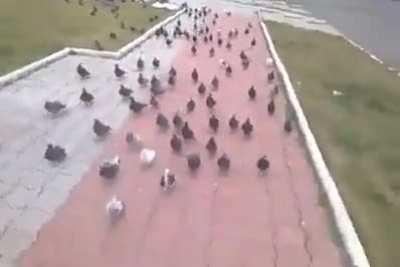 Comunidade do orochi invadindo outros subreddits depois que o r/orochinho foi deletado