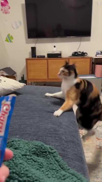 Gato