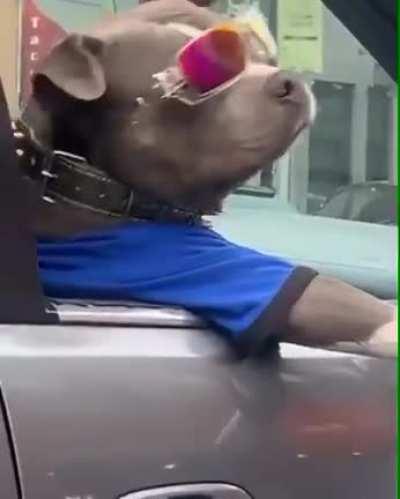 Coolest Dog I've ever seen.