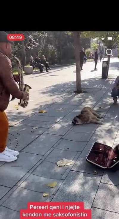 Every day the guy perfroms the dog comes and listens to him