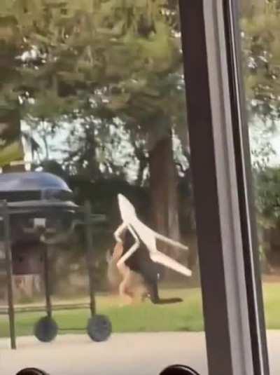 Dog.exe stopped working...