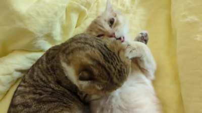 Lick, Bite, Lick, Bite, Lick, Bite, Strangle