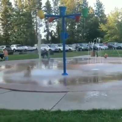 Doggo enjoying itself