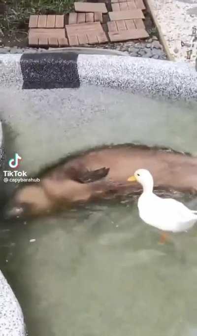 CoLd BlOoDed DuCk MuRdErS InOcCeNt CaPyBaRa