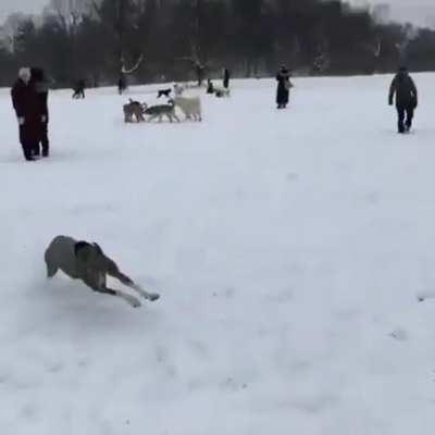 Starts zoomie riot at dog park