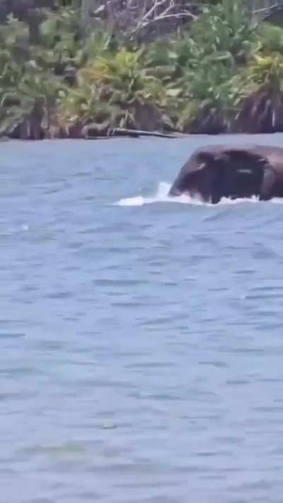 Elephant cooling off in Lake Victoria