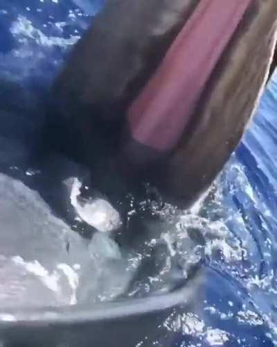 Close-up video of the inside of a Humpback Whale's mouth, filmed as it surfaces.