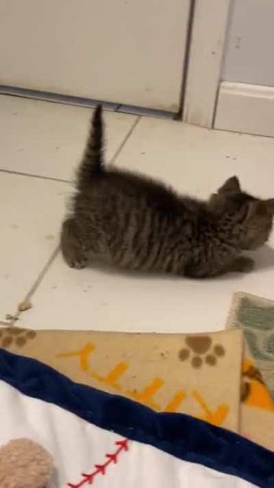 Baby cat (now 5 weeks old) is learning to play with the scrunchy ball. Ultimate pointy tail when she puffs up and backs away like the kitten in Disney’s “Kitbull”