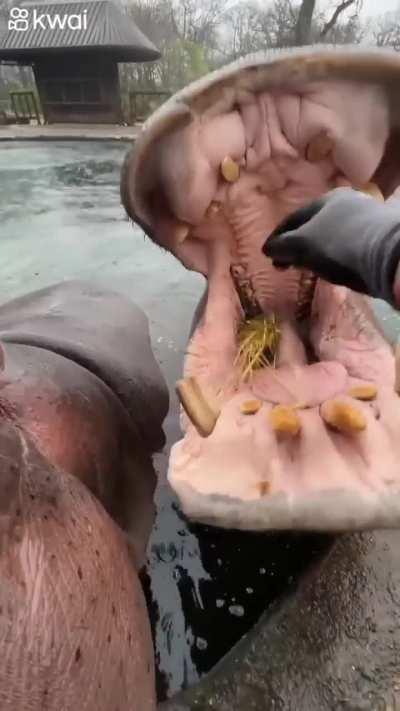 Feeding Hippos Watermelon