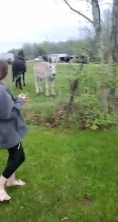 Poor Izzy got shocked... and the Donkey laughed at