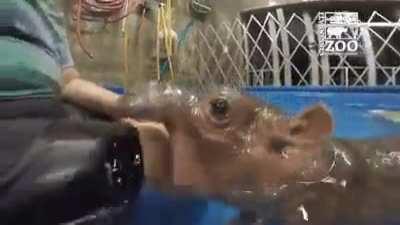 Baby Hippo attack!