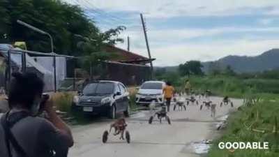 This shelter in Thailand rescues injured dogs and builds wheelchairs for them. This is what it looks like when they go out for their morning walk.