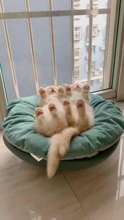 Two cats rollercoastering at the same time.