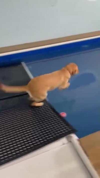 Someone is excited to go swimming.