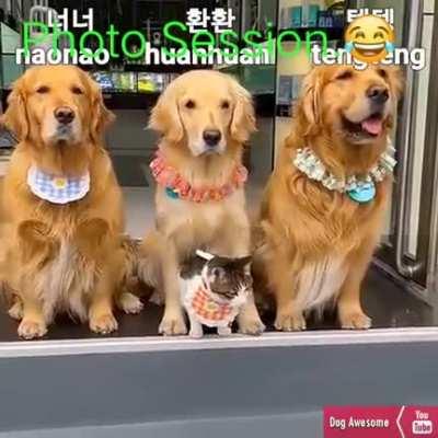 ебучая постановочная азиатская фотосессия зыы а котенька потом вам всем насрёт в миски