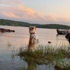 Sunny can't see but sometimes its like he can smell the sunset