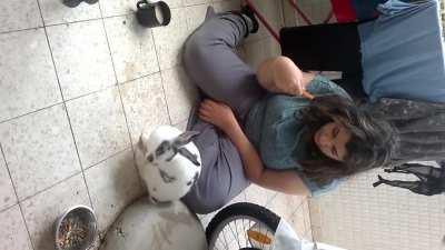 My beautiful boy (rip). he would also lick me for hours cuddling.