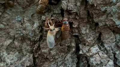The cicadas are emerging! (Northern Virginia) Turn up the volume to hear their little feet.