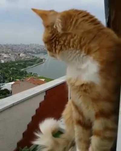 Satori: The fuck they on about now?