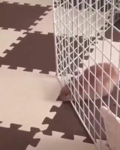 Rabbits (Like cats) Are a liquid it seems.