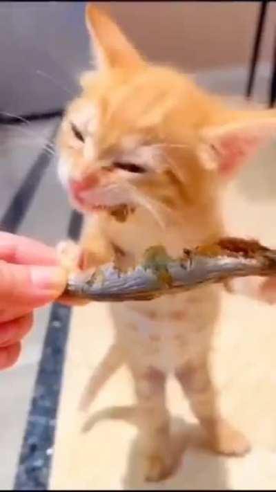 one braincell criminal snacking..