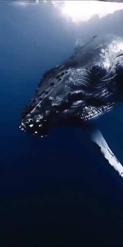 Watch what he does. What is this strange sound?🐋